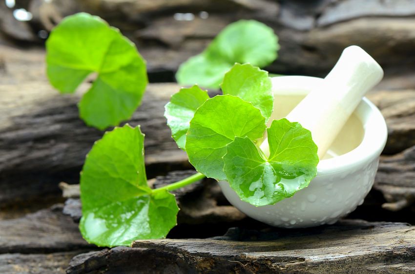 Green leafy plant beside a white mortar and pestle on a wooden surface